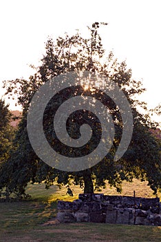 Solitary tree at sunset in a countryside summer landscape france